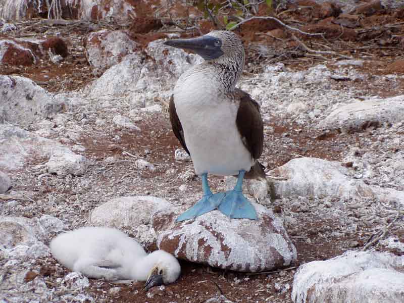 Island-hopping vs. Cruising the Galapagos Islands